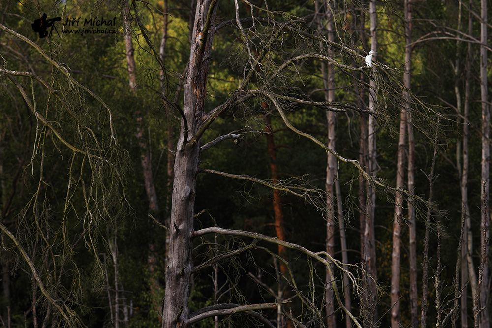 c5ri2406 20251109 1235266078